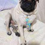 Velhojack Profile Picture