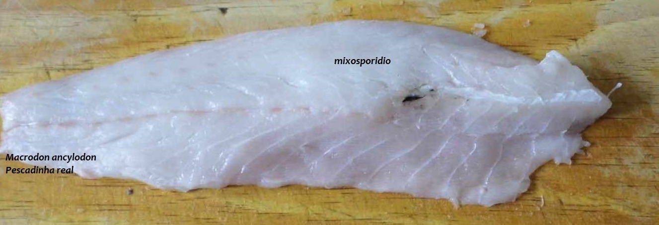 Myxosporidium, parasitas de peixes: qual o risco para a segurança do alimento? - Food Safety Brazil