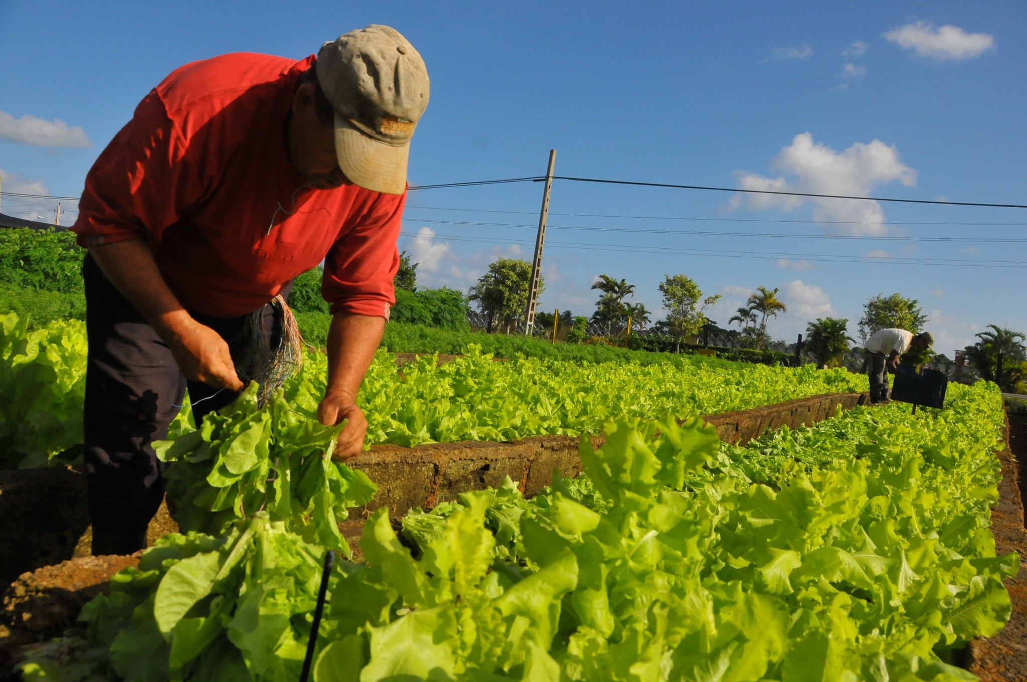 O agricultor e a segurança de alimentos nos dias de hoje - Food Safety Brazil